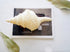 beige trumpet seashell for sale